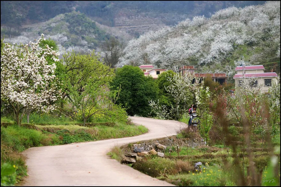 【春天,广西桂林灌阳县向您发出邀请!】我们在灌阳看梨花 - 游山玩水 - 宝鸡生活社区 - 宝鸡28生活网 baoji.28life.com