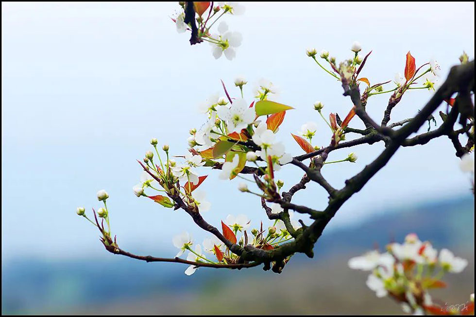 【春天,广西桂林灌阳县向您发出邀请!】我们在灌阳看梨花 - 游山玩水 - 宝鸡生活社区 - 宝鸡28生活网 baoji.28life.com