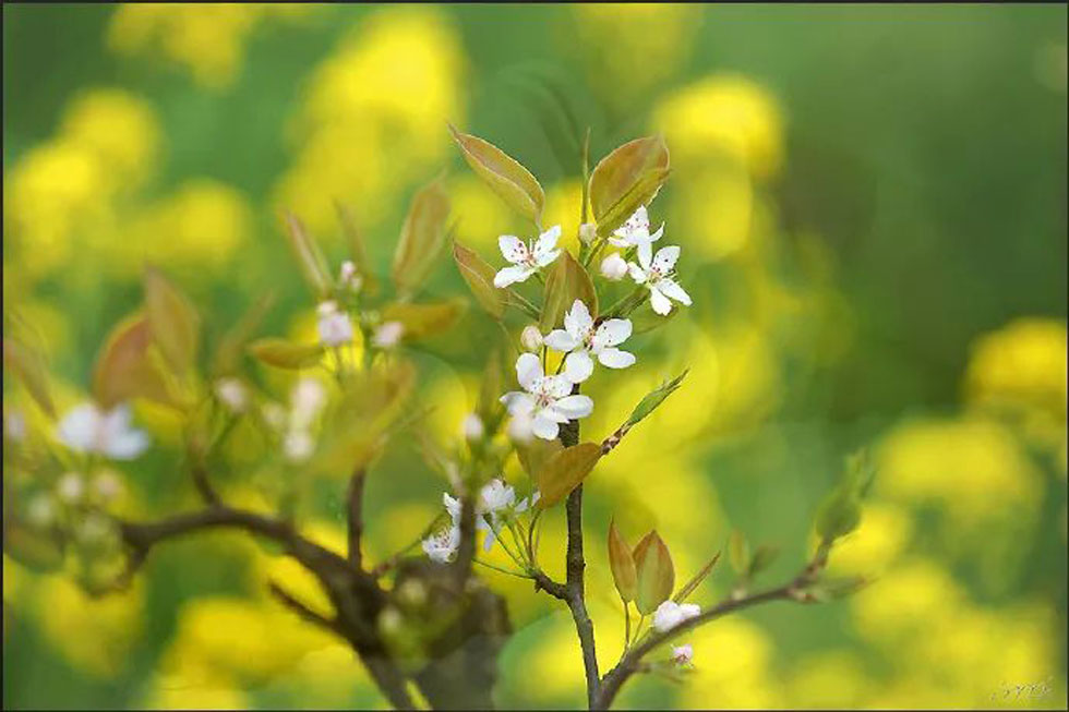 【春天,广西桂林灌阳县向您发出邀请!】我们在灌阳看梨花 - 游山玩水 - 宝鸡生活社区 - 宝鸡28生活网 baoji.28life.com