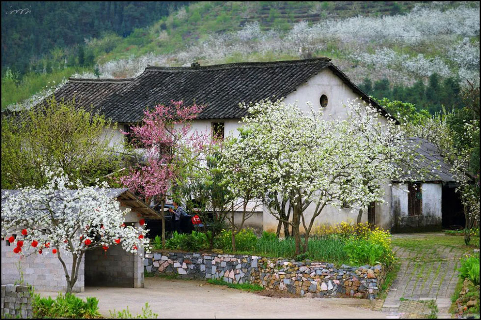 【春天,广西桂林灌阳县向您发出邀请!】我们在灌阳看梨花 - 游山玩水 - 宝鸡生活社区 - 宝鸡28生活网 baoji.28life.com