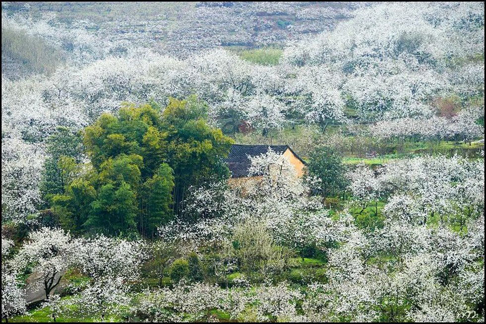 【春天,广西桂林灌阳县向您发出邀请!】我们在灌阳看梨花 - 游山玩水 - 宝鸡生活社区 - 宝鸡28生活网 baoji.28life.com