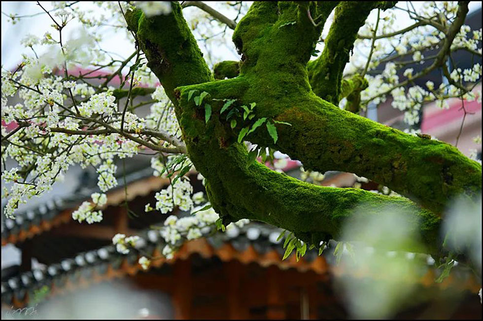 【春天,广西桂林灌阳县向您发出邀请!】我们在灌阳看梨花 - 游山玩水 - 宝鸡生活社区 - 宝鸡28生活网 baoji.28life.com