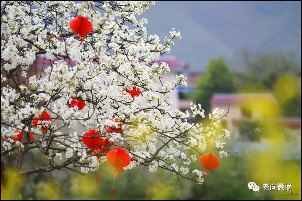 【春天,广西桂林灌阳县向您发出邀请!】我们在灌阳看梨花 - 游山玩水 - 宝鸡生活社区 - 宝鸡28生活网 baoji.28life.com