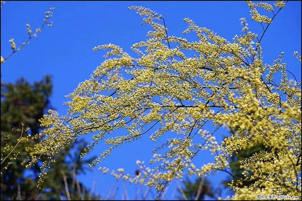【春天,广西桂林灌阳县向您发出邀请!】米珠山前有片山苍子花在飘香 - 游山玩水 - 宝鸡生活社区 - 宝鸡28生活网 baoji.28life.com