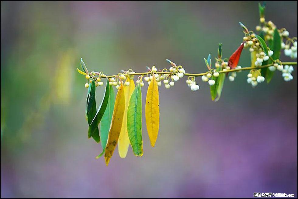 【春天,广西桂林灌阳县向您发出邀请!】米珠山前有片山苍子花在飘香 - 游山玩水 - 宝鸡生活社区 - 宝鸡28生活网 baoji.28life.com