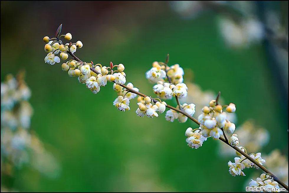 【春天,广西桂林灌阳县向您发出邀请!】米珠山前有片山苍子花在飘香 - 游山玩水 - 宝鸡生活社区 - 宝鸡28生活网 baoji.28life.com
