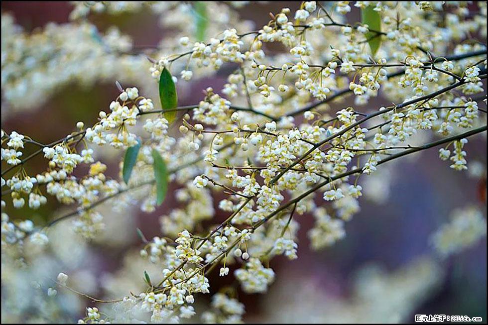 【春天,广西桂林灌阳县向您发出邀请!】米珠山前有片山苍子花在飘香 - 游山玩水 - 宝鸡生活社区 - 宝鸡28生活网 baoji.28life.com