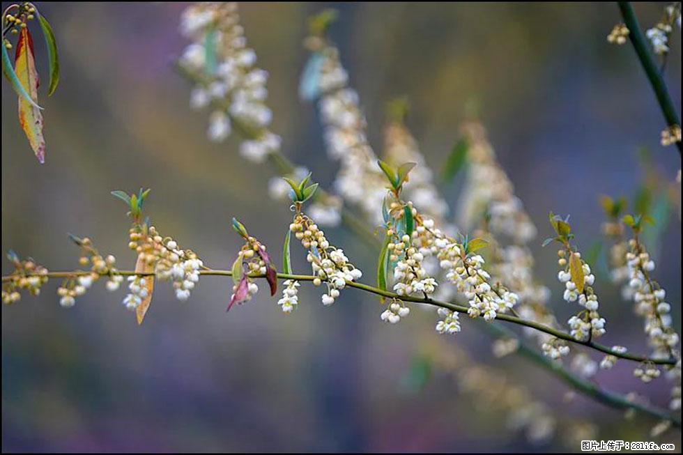 【春天,广西桂林灌阳县向您发出邀请!】米珠山前有片山苍子花在飘香 - 游山玩水 - 宝鸡生活社区 - 宝鸡28生活网 baoji.28life.com