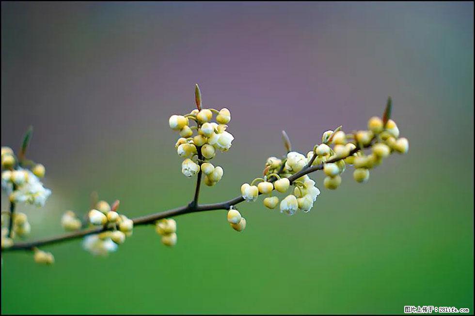 【春天,广西桂林灌阳县向您发出邀请!】米珠山前有片山苍子花在飘香 - 游山玩水 - 宝鸡生活社区 - 宝鸡28生活网 baoji.28life.com