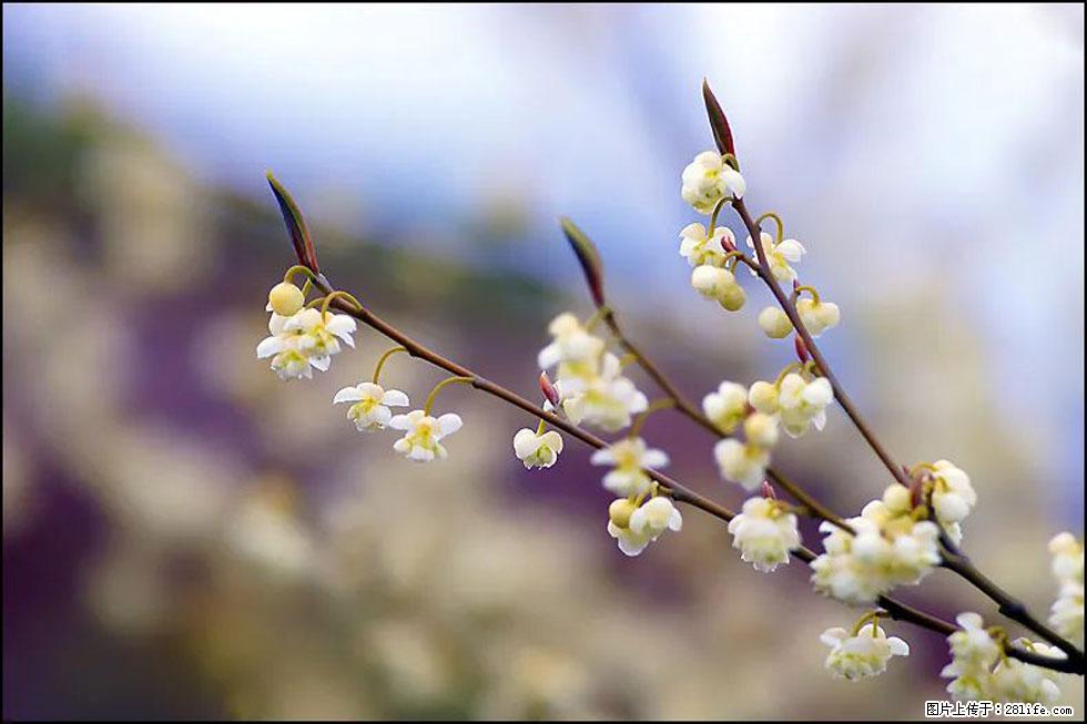 【春天,广西桂林灌阳县向您发出邀请!】米珠山前有片山苍子花在飘香 - 游山玩水 - 宝鸡生活社区 - 宝鸡28生活网 baoji.28life.com