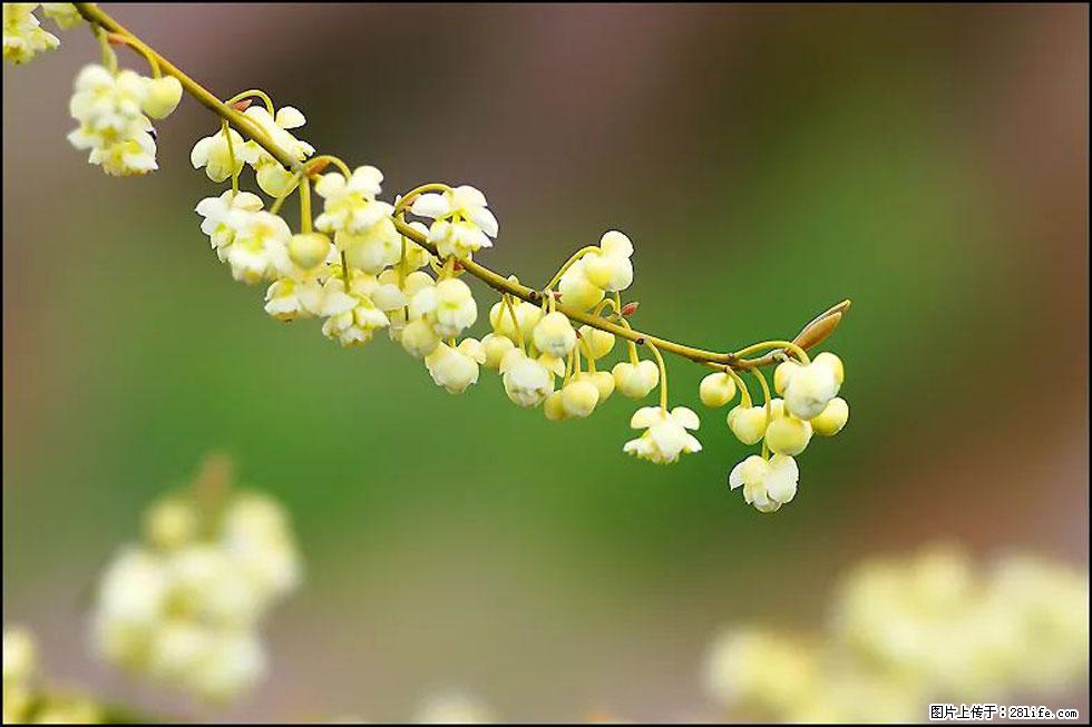 【春天,广西桂林灌阳县向您发出邀请!】米珠山前有片山苍子花在飘香 - 游山玩水 - 宝鸡生活社区 - 宝鸡28生活网 baoji.28life.com