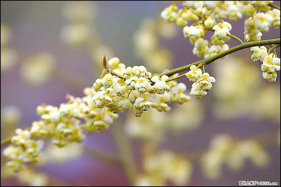 【春天,广西桂林灌阳县向您发出邀请!】米珠山前有片山苍子花在飘香 - 游山玩水 - 宝鸡生活社区 - 宝鸡28生活网 baoji.28life.com