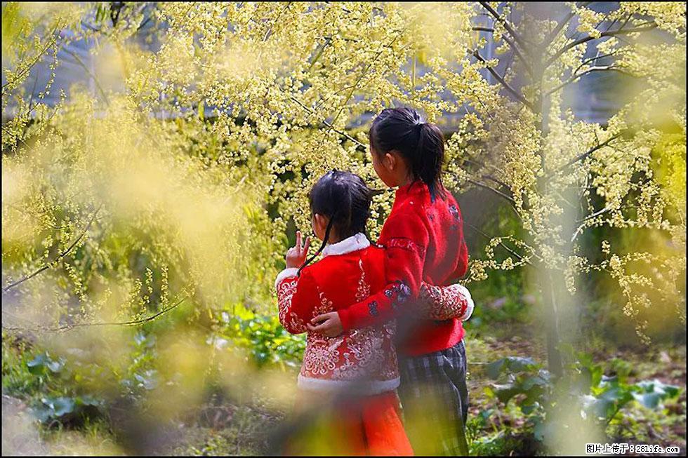 【春天,广西桂林灌阳县向您发出邀请!】米珠山前有片山苍子花在飘香 - 游山玩水 - 宝鸡生活社区 - 宝鸡28生活网 baoji.28life.com