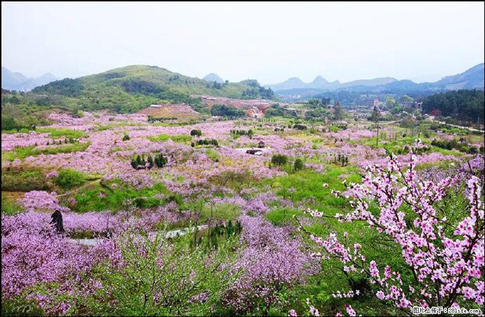 【春天,广西桂林灌阳县向您发出邀请!】官庄村有个醉美的桃花园 - 游山玩水 - 宝鸡生活社区 - 宝鸡28生活网 baoji.28life.com