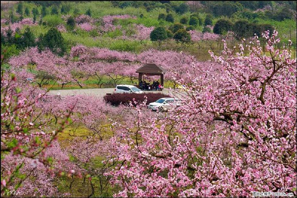 【春天,广西桂林灌阳县向您发出邀请!】官庄村有个醉美的桃花园 - 游山玩水 - 宝鸡生活社区 - 宝鸡28生活网 baoji.28life.com