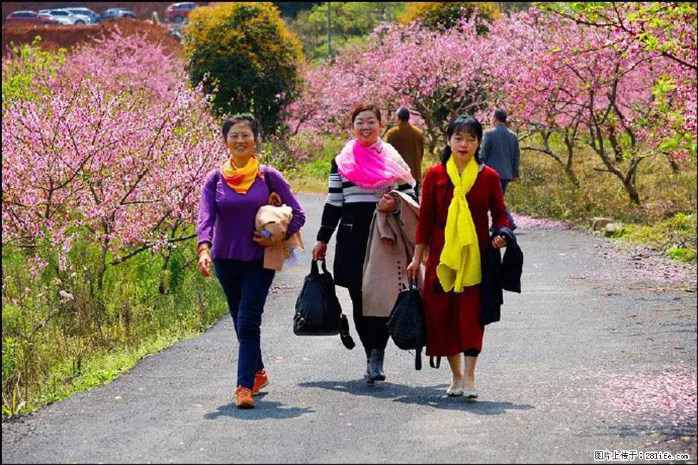 【春天,广西桂林灌阳县向您发出邀请!】官庄村有个醉美的桃花园 - 游山玩水 - 宝鸡生活社区 - 宝鸡28生活网 baoji.28life.com