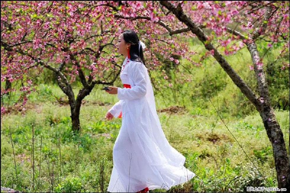 【春天,广西桂林灌阳县向您发出邀请!】官庄村有个醉美的桃花园 - 游山玩水 - 宝鸡生活社区 - 宝鸡28生活网 baoji.28life.com