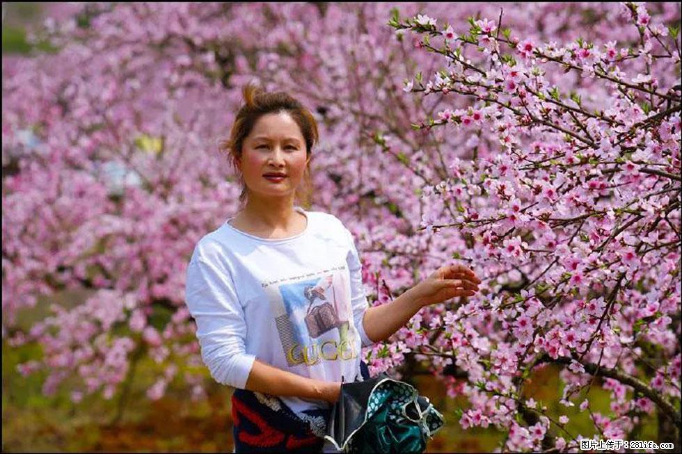 【春天,广西桂林灌阳县向您发出邀请!】官庄村有个醉美的桃花园 - 游山玩水 - 宝鸡生活社区 - 宝鸡28生活网 baoji.28life.com