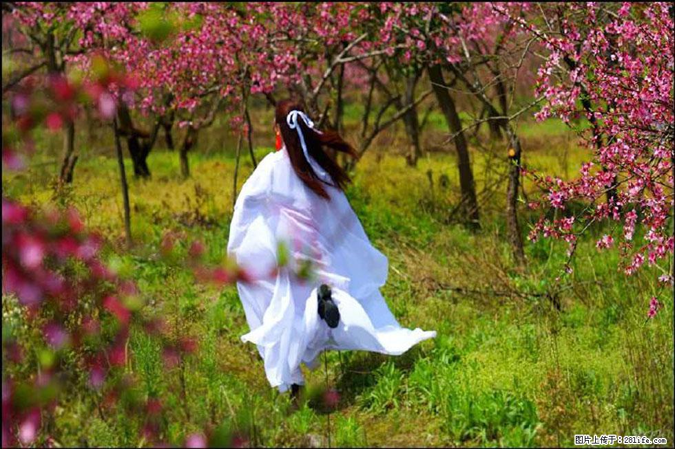 【春天,广西桂林灌阳县向您发出邀请!】官庄村有个醉美的桃花园 - 游山玩水 - 宝鸡生活社区 - 宝鸡28生活网 baoji.28life.com