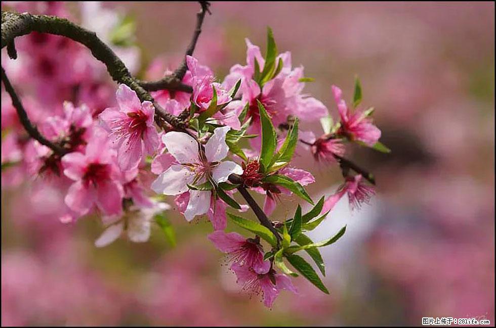 【春天,广西桂林灌阳县向您发出邀请!】官庄村有个醉美的桃花园 - 游山玩水 - 宝鸡生活社区 - 宝鸡28生活网 baoji.28life.com