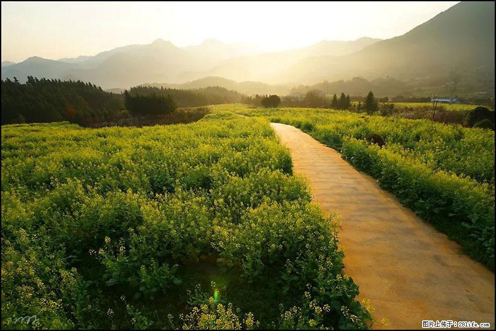 【春天,广西桂林灌阳县向您发出邀请!】长坪村油菜盛情花开 - 游山玩水 - 宝鸡生活社区 - 宝鸡28生活网 baoji.28life.com