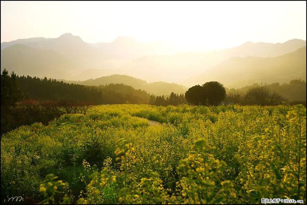 【春天,广西桂林灌阳县向您发出邀请!】长坪村油菜盛情花开 - 游山玩水 - 宝鸡生活社区 - 宝鸡28生活网 baoji.28life.com