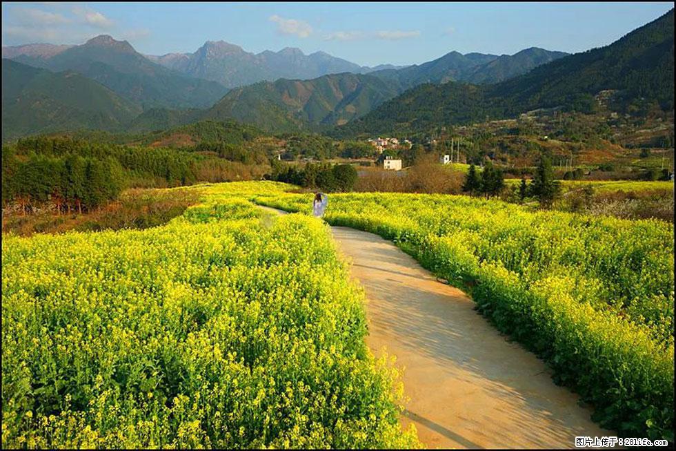 【春天,广西桂林灌阳县向您发出邀请!】长坪村油菜盛情花开 - 游山玩水 - 宝鸡生活社区 - 宝鸡28生活网 baoji.28life.com