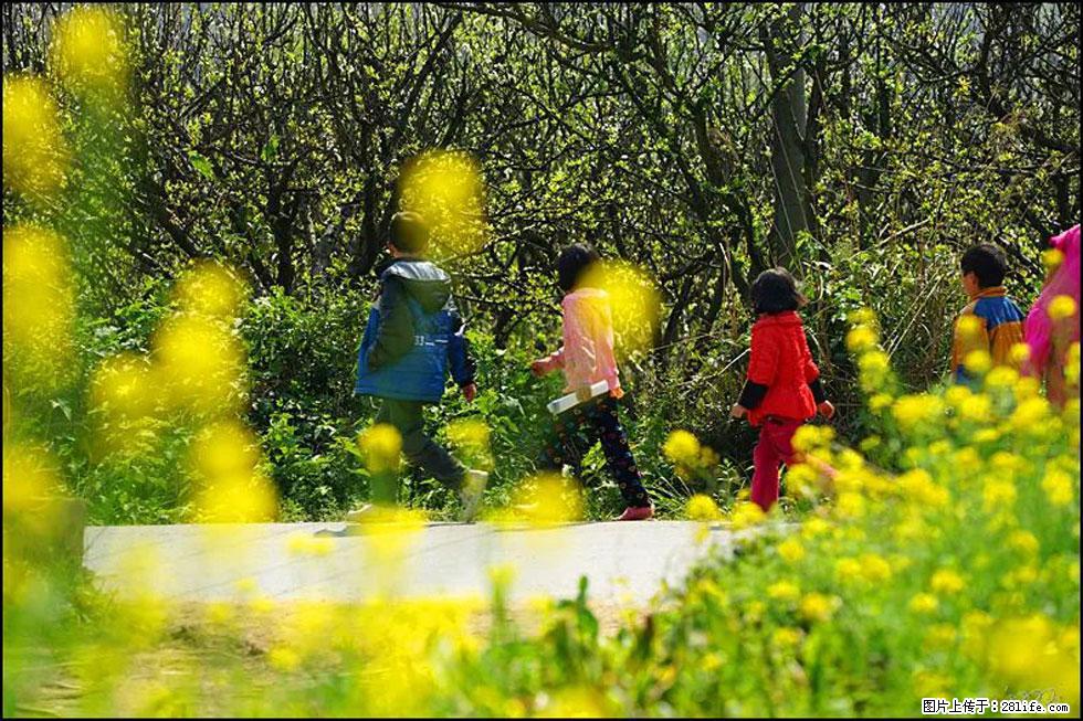 【春天,广西桂林灌阳县向您发出邀请!】长坪村油菜盛情花开 - 游山玩水 - 宝鸡生活社区 - 宝鸡28生活网 baoji.28life.com