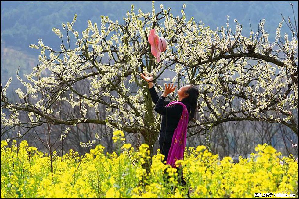 【春天,广西桂林灌阳县向您发出邀请!】长坪村油菜盛情花开 - 游山玩水 - 宝鸡生活社区 - 宝鸡28生活网 baoji.28life.com