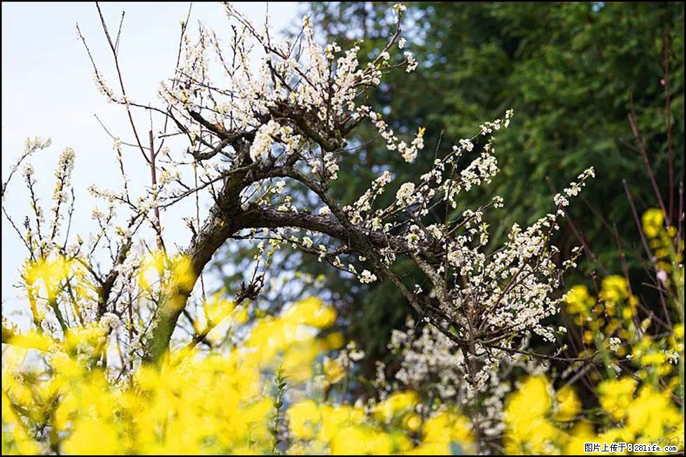 【春天,广西桂林灌阳县向您发出邀请!】长坪村油菜盛情花开 - 游山玩水 - 宝鸡生活社区 - 宝鸡28生活网 baoji.28life.com