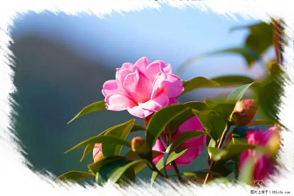 【春天,广西桂林灌阳县向您发出邀请!】杨柳井茶花惹人爱 - 游山玩水 - 宝鸡生活社区 - 宝鸡28生活网 baoji.28life.com