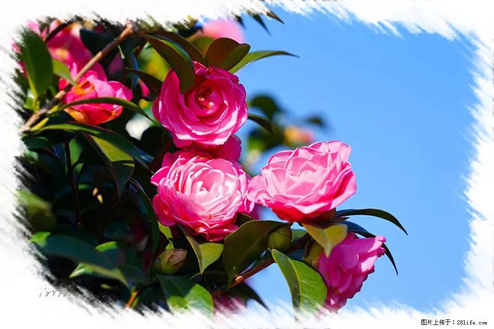 【春天,广西桂林灌阳县向您发出邀请!】杨柳井茶花惹人爱 - 游山玩水 - 宝鸡生活社区 - 宝鸡28生活网 baoji.28life.com