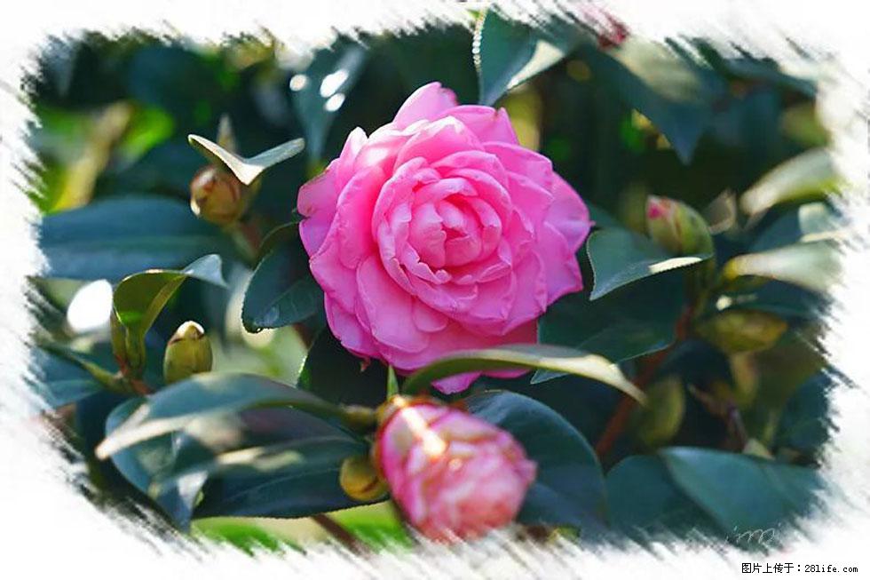 【春天,广西桂林灌阳县向您发出邀请!】杨柳井茶花惹人爱 - 游山玩水 - 宝鸡生活社区 - 宝鸡28生活网 baoji.28life.com