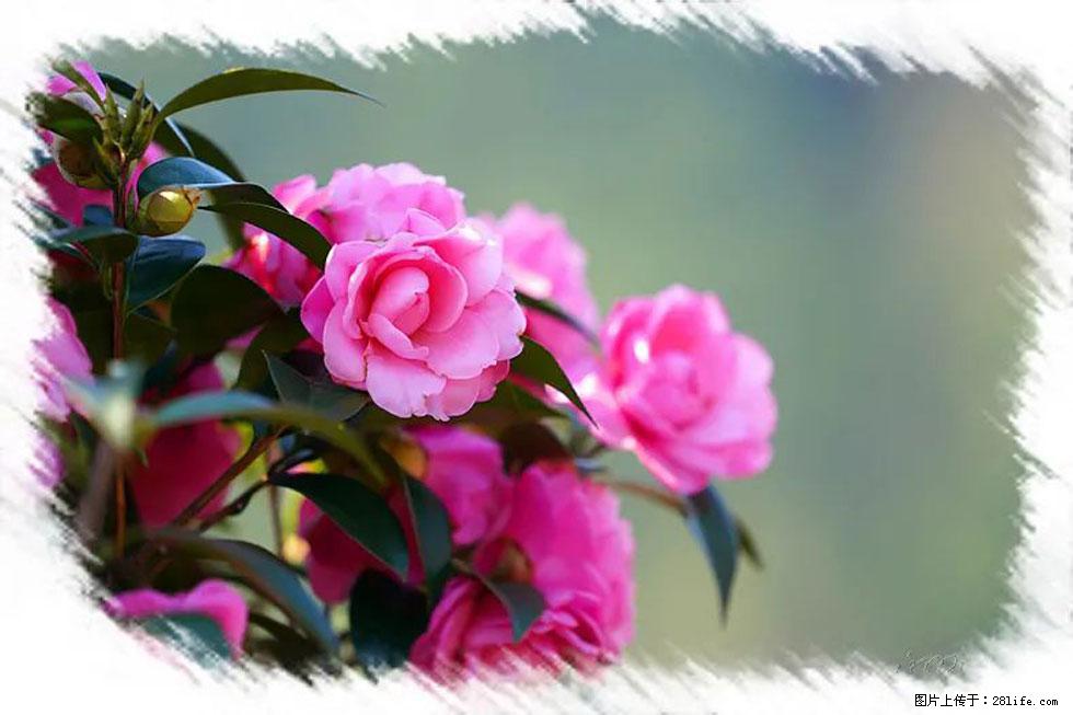 【春天,广西桂林灌阳县向您发出邀请!】杨柳井茶花惹人爱 - 游山玩水 - 宝鸡生活社区 - 宝鸡28生活网 baoji.28life.com