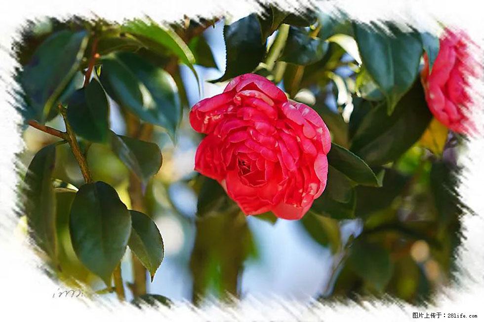 【春天,广西桂林灌阳县向您发出邀请!】杨柳井茶花惹人爱 - 游山玩水 - 宝鸡生活社区 - 宝鸡28生活网 baoji.28life.com