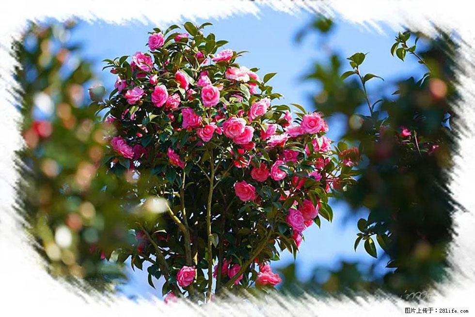 【春天,广西桂林灌阳县向您发出邀请!】杨柳井茶花惹人爱 - 游山玩水 - 宝鸡生活社区 - 宝鸡28生活网 baoji.28life.com