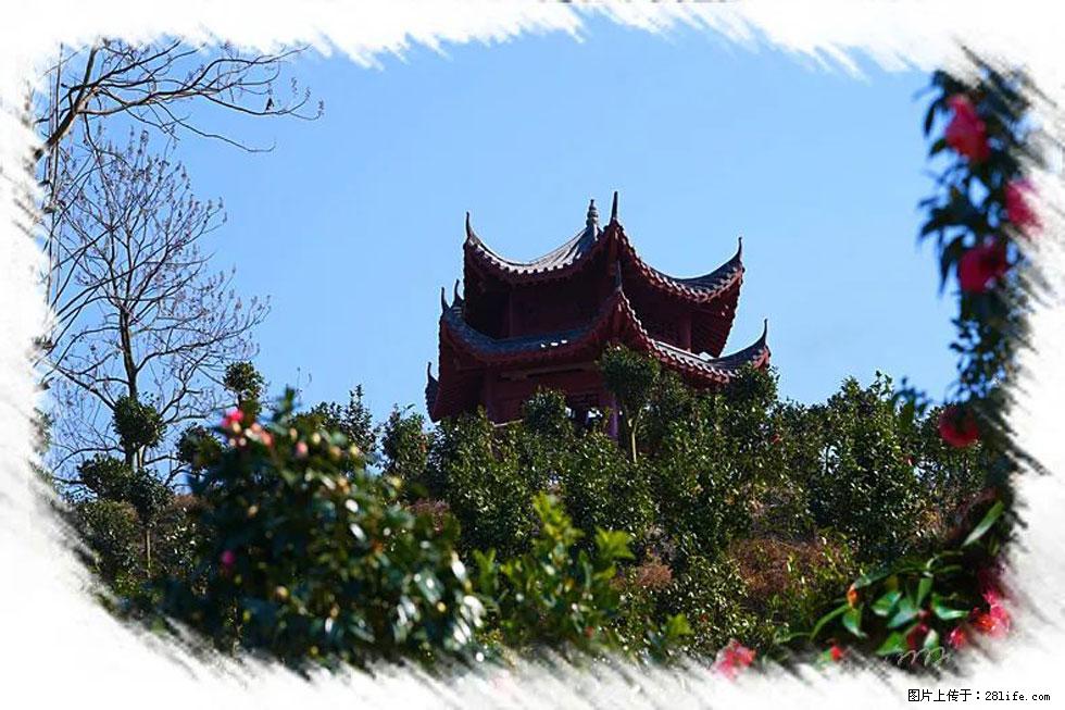 【春天,广西桂林灌阳县向您发出邀请!】杨柳井茶花惹人爱 - 游山玩水 - 宝鸡生活社区 - 宝鸡28生活网 baoji.28life.com