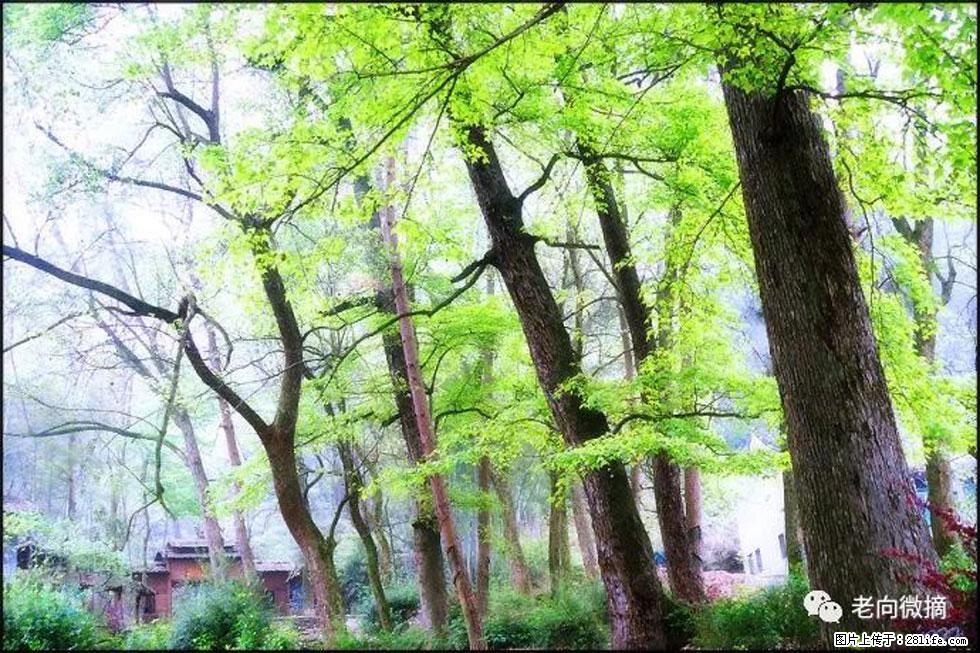 【春天,广西桂林灌阳县向您发出邀请!】在小龙村与春天约会 - 游山玩水 - 宝鸡生活社区 - 宝鸡28生活网 baoji.28life.com