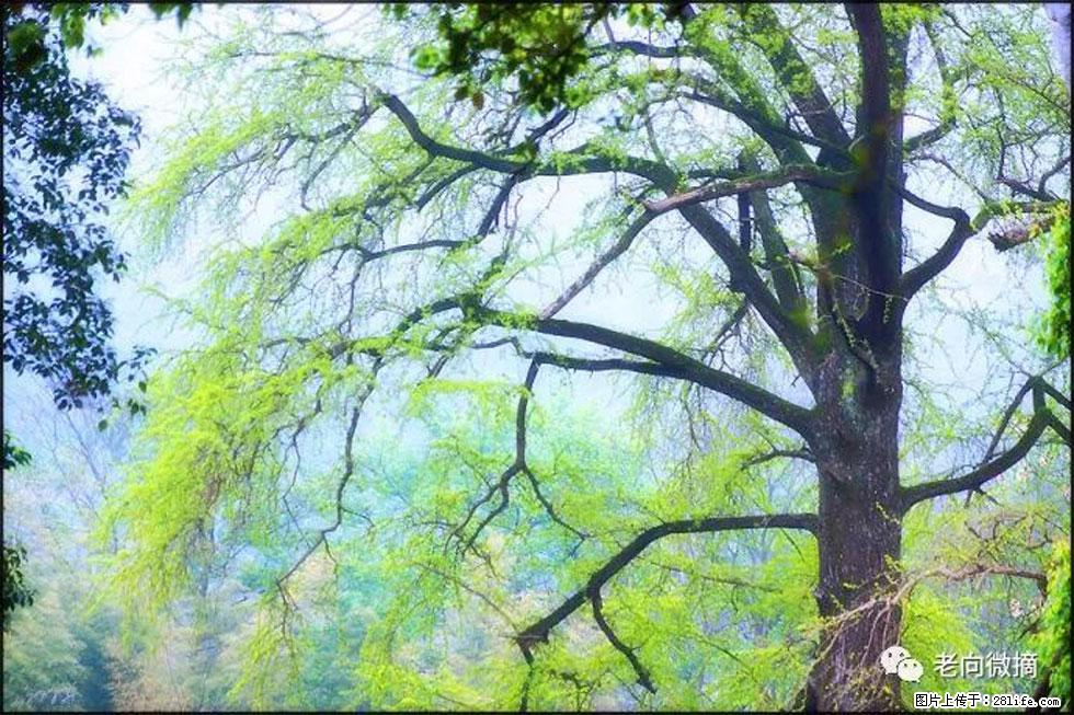 【春天,广西桂林灌阳县向您发出邀请!】在小龙村与春天约会 - 游山玩水 - 宝鸡生活社区 - 宝鸡28生活网 baoji.28life.com