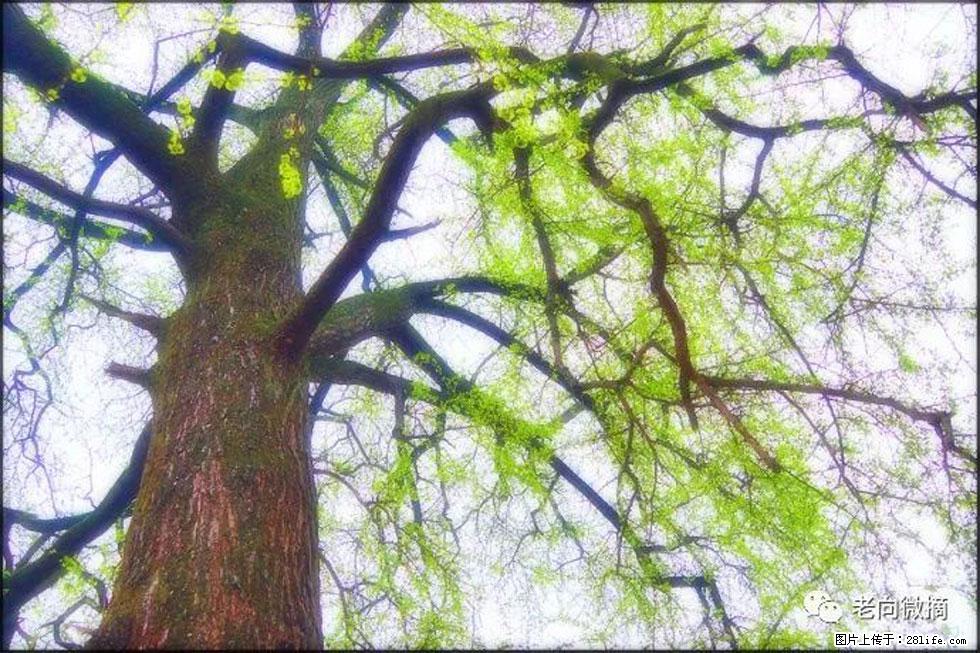 【春天,广西桂林灌阳县向您发出邀请!】在小龙村与春天约会 - 游山玩水 - 宝鸡生活社区 - 宝鸡28生活网 baoji.28life.com