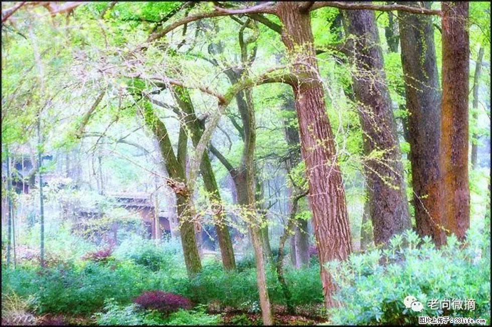 【春天,广西桂林灌阳县向您发出邀请!】在小龙村与春天约会 - 游山玩水 - 宝鸡生活社区 - 宝鸡28生活网 baoji.28life.com