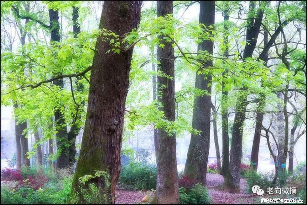 【春天,广西桂林灌阳县向您发出邀请!】在小龙村与春天约会 - 游山玩水 - 宝鸡生活社区 - 宝鸡28生活网 baoji.28life.com