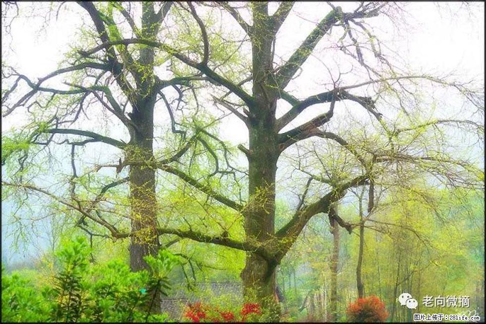 【春天,广西桂林灌阳县向您发出邀请!】在小龙村与春天约会 - 游山玩水 - 宝鸡生活社区 - 宝鸡28生活网 baoji.28life.com