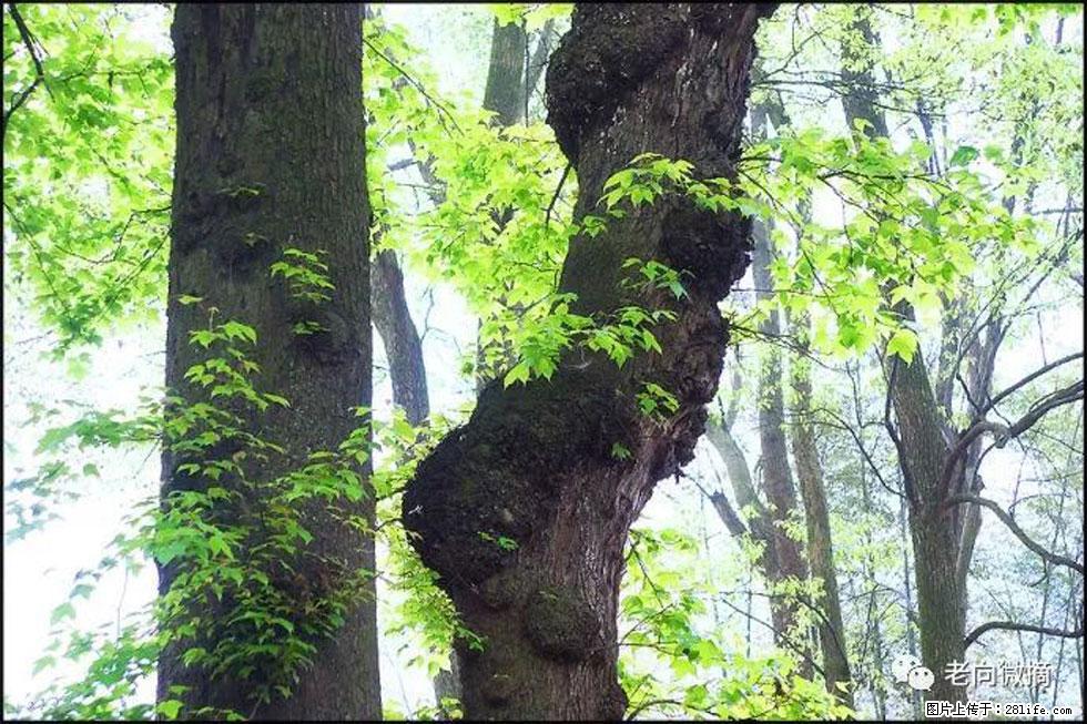 【春天,广西桂林灌阳县向您发出邀请!】在小龙村与春天约会 - 游山玩水 - 宝鸡生活社区 - 宝鸡28生活网 baoji.28life.com