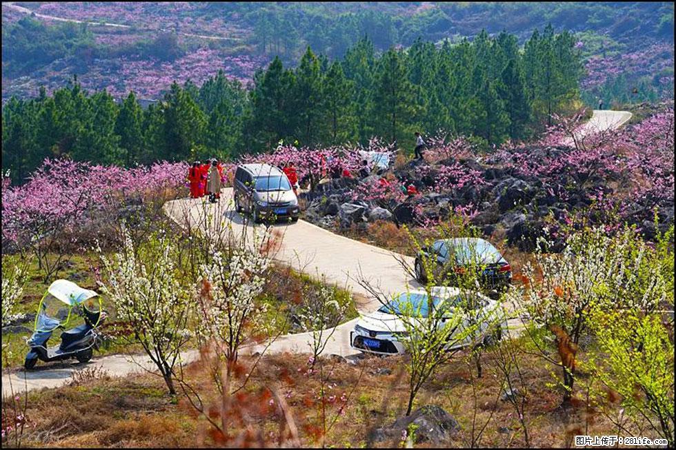 【春天,广西桂林灌阳县向您发出邀请!】望月岭上桃花开 - 游山玩水 - 宝鸡生活社区 - 宝鸡28生活网 baoji.28life.com