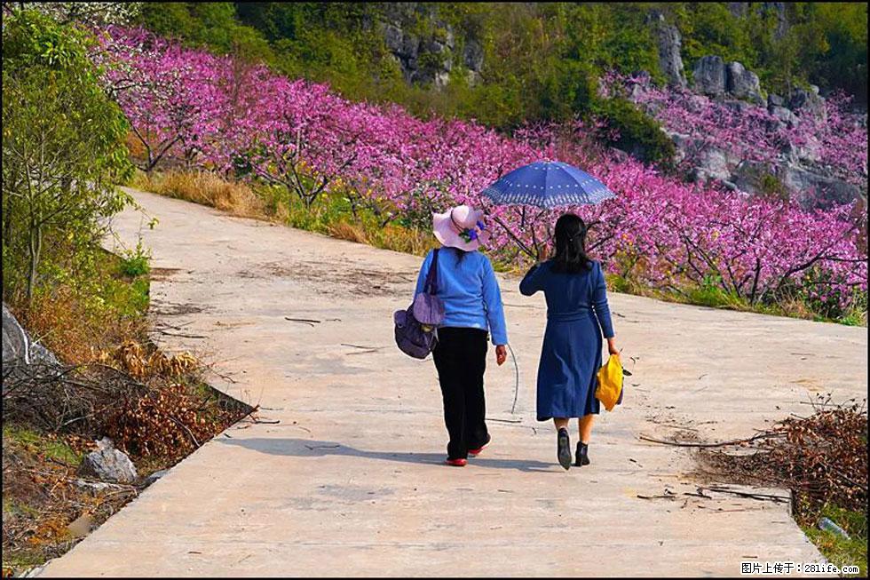 【春天,广西桂林灌阳县向您发出邀请!】望月岭上桃花开 - 游山玩水 - 宝鸡生活社区 - 宝鸡28生活网 baoji.28life.com