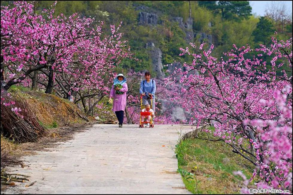 【春天,广西桂林灌阳县向您发出邀请!】望月岭上桃花开 - 游山玩水 - 宝鸡生活社区 - 宝鸡28生活网 baoji.28life.com