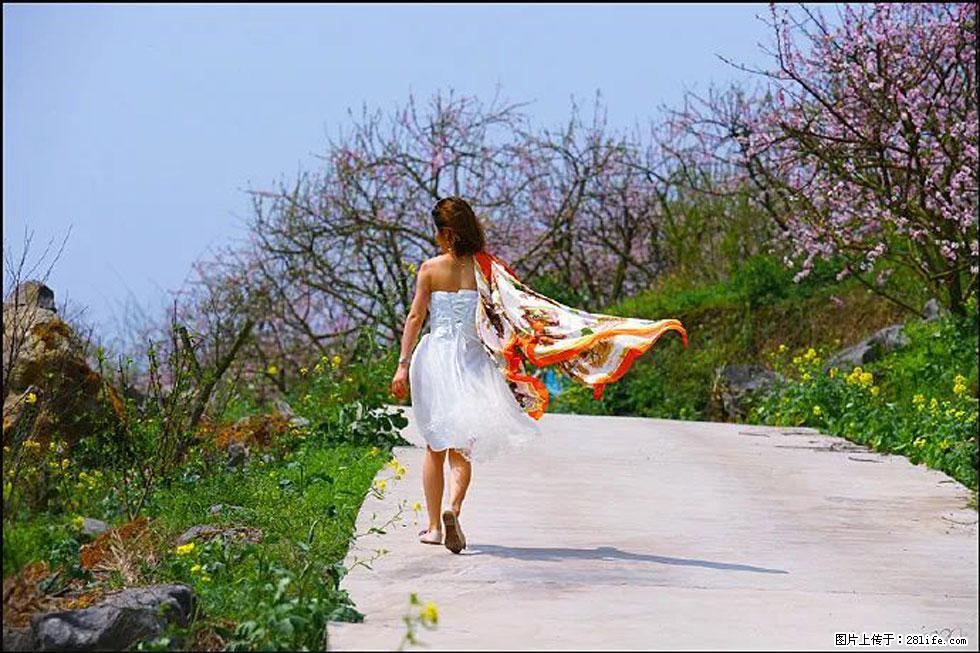 【春天,广西桂林灌阳县向您发出邀请!】望月岭上桃花开 - 游山玩水 - 宝鸡生活社区 - 宝鸡28生活网 baoji.28life.com