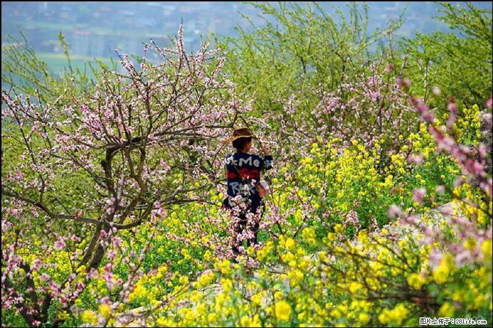 【春天,广西桂林灌阳县向您发出邀请!】望月岭上桃花开 - 游山玩水 - 宝鸡生活社区 - 宝鸡28生活网 baoji.28life.com