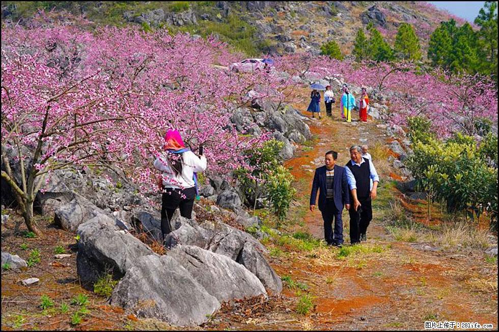 【春天,广西桂林灌阳县向您发出邀请!】望月岭上桃花开 - 游山玩水 - 宝鸡生活社区 - 宝鸡28生活网 baoji.28life.com